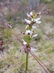 Prasophyllum suttonii