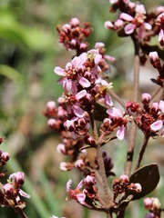 Heteropterys campestris