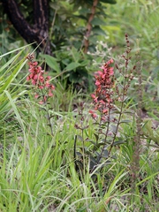 Heteropterys campestris