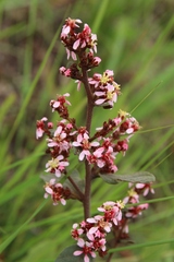 Heteropterys campestris