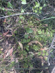 Platylobium obtusangulum