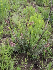 Heteropterys campestris