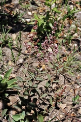 Heteropterys campestris