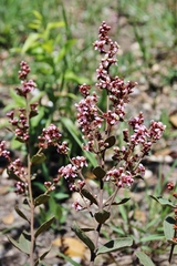 Heteropterys campestris