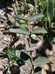 Heteropterys campestris