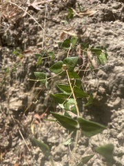 Platylobium obtusangulum