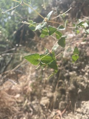 Platylobium obtusangulum