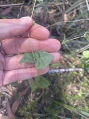 Platylobium obtusangulum