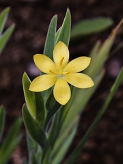 Sisyrinchium vaginatum