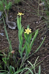 Sisyrinchium vaginatum