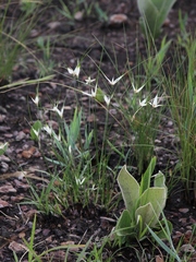 Rhynchospora consanguinea