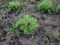 Mimosa speciosissima