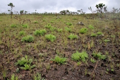 Mimosa speciosissima