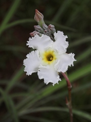 Mandevilla