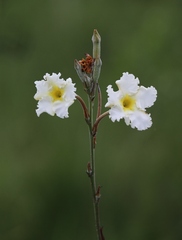 Mandevilla