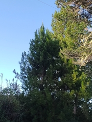 Pinus patula