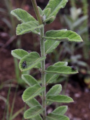 Mandevilla