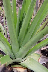 Dyckia brasiliana