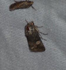 Copanarta aurea