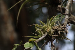 Tillandsia achyrostachys