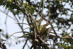 Tillandsia achyrostachys