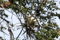 Tillandsia achyrostachys