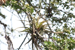 Tillandsia achyrostachys