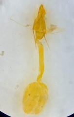 Laetilia fiskeella