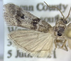 Laetilia fiskeella