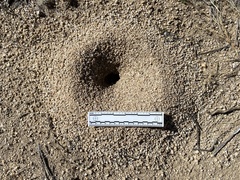 Myrmecocystus mexicanus