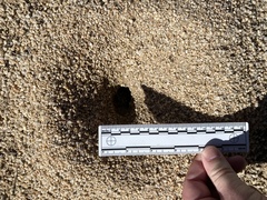 Myrmecocystus mexicanus