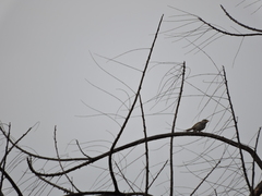 Passer domesticus