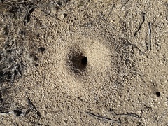 Myrmecocystus mexicanus