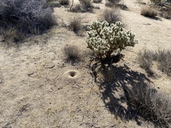 Myrmecocystus mexicanus