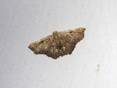 Enispa eosarialis