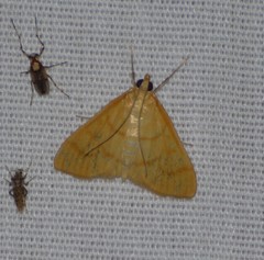 Helvibotys helvialis