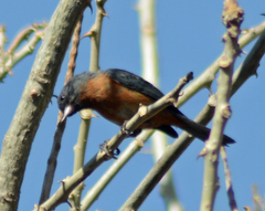 Diglossa baritula