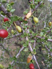 Condalia microphylla