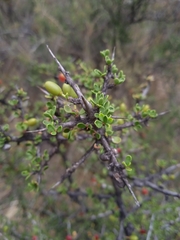 Condalia microphylla