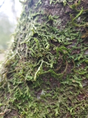 Porella platyphylla