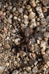 Haplodrassus