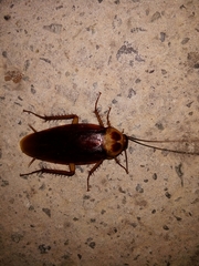 Periplaneta americana
