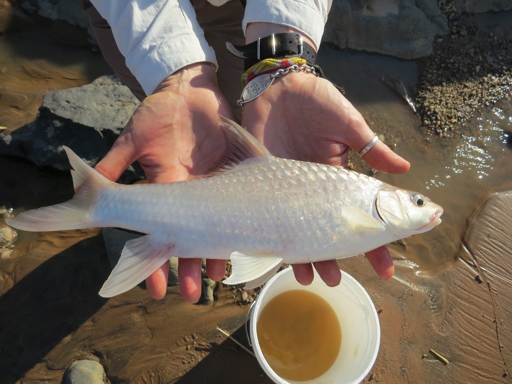 Pangani Barb