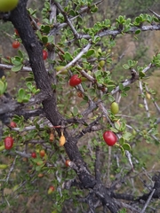 Condalia microphylla