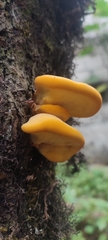 Fomitopsidaceae