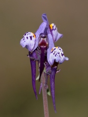 Linaria amethystea