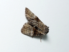 Epicyrtica leucostigma