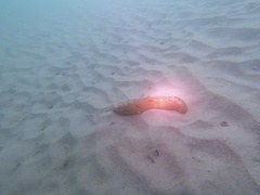 Apostichopus parvimensis