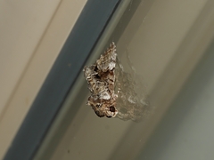 Epicyrtica leucostigma