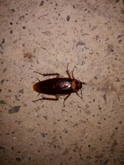 Periplaneta americana